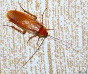 Фото №0 Уничтожение тараканов