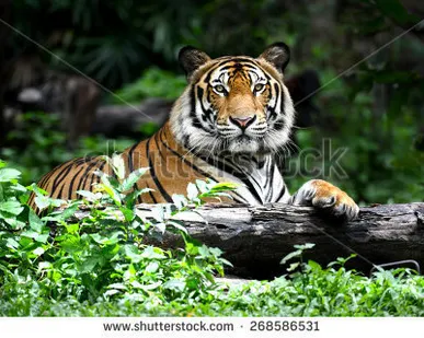 фото Фотообои