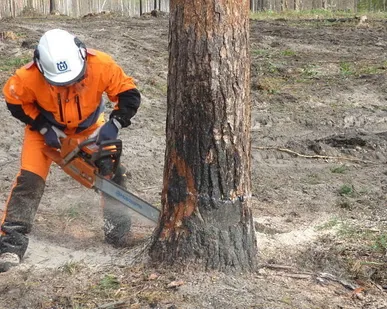 фото Услуги по спилу деревьев