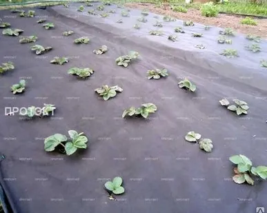 фото Спанбонд 150 г/м2 1.6м