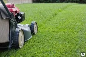 Фото №0 Стрижка газона