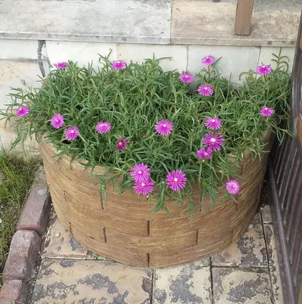 Фото №0 Полувазон пристенный