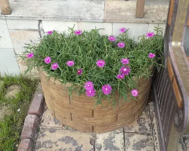 фото Полувазон пристенный